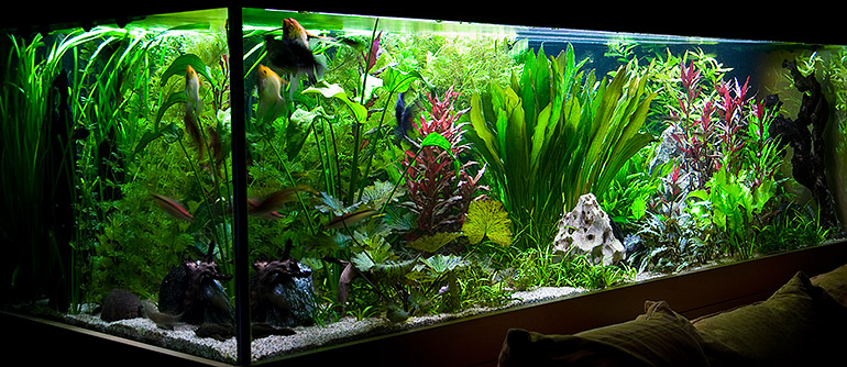 1120 Liter Süßwasser-Aquarium (200x80x70)